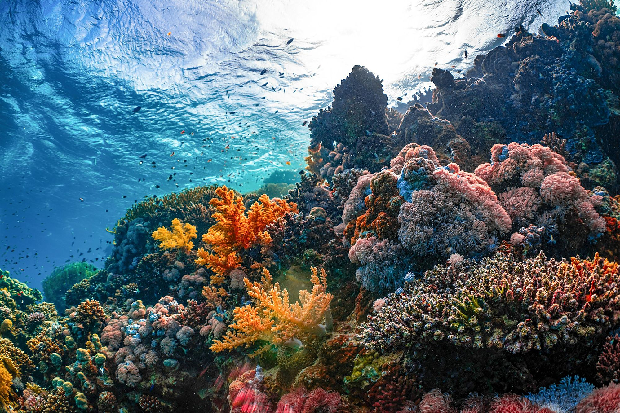 Les récifs coralliens de la mer Rouge